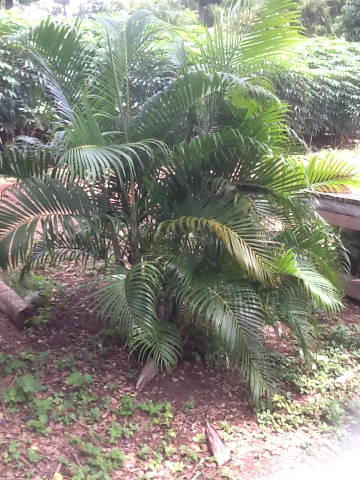 dypsis lutescens
