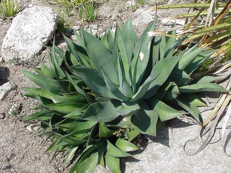 Agave roscoff.jpg