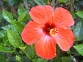 HIBISCUS ROSA SINENSIS DETAIL FLEUR SAS SHO.jpg