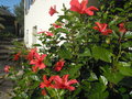 HIBISCUS ROSA SINENSIS VUE GENERALE.jpg