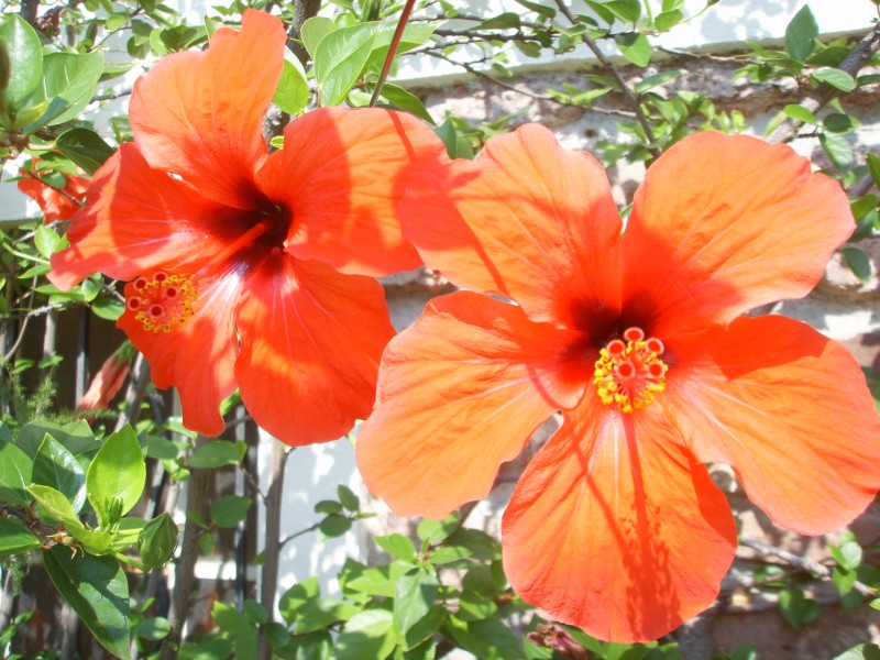 HIBISCUS [800x600].JPG