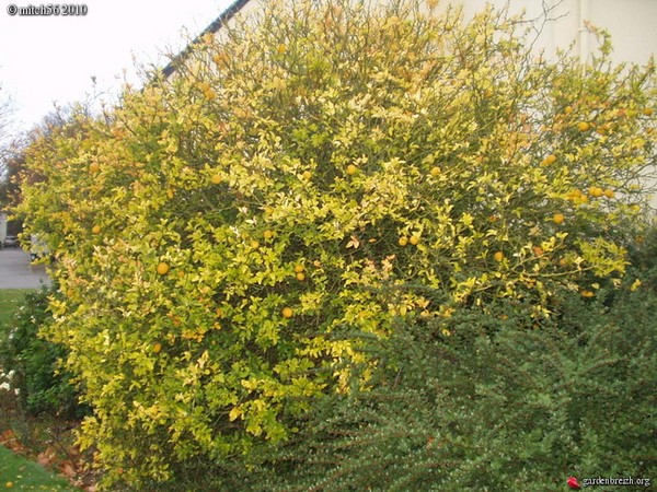 PONCIRUS TRIFOLIATA.jpg