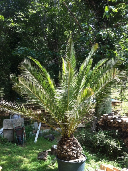 Le plus gros des phoenix canaraiensis