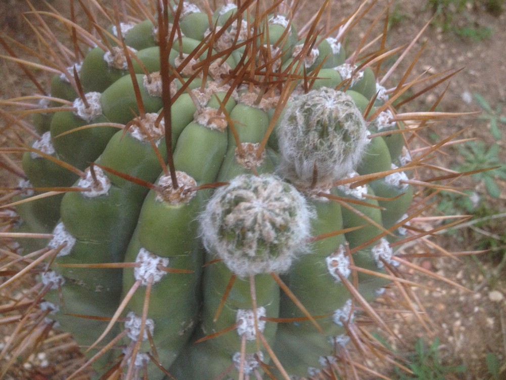 Tricho validus fleurs.jpg