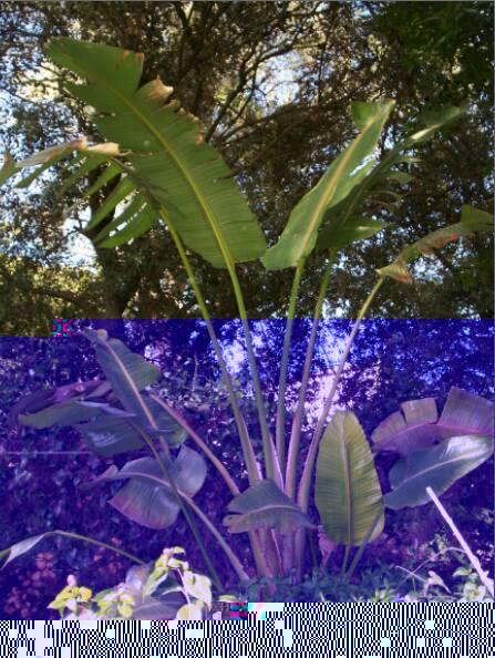 Strelitzia nicolai bien protégé mais marqué quand même.