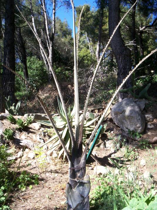 Dypsis decaryi a survécu mais si la lance (qui commence Ã   se déployer) et les pétioles sont bons, j'ai dÃ» couper toutes les pinules qui ont presque grillées Ã   100%.