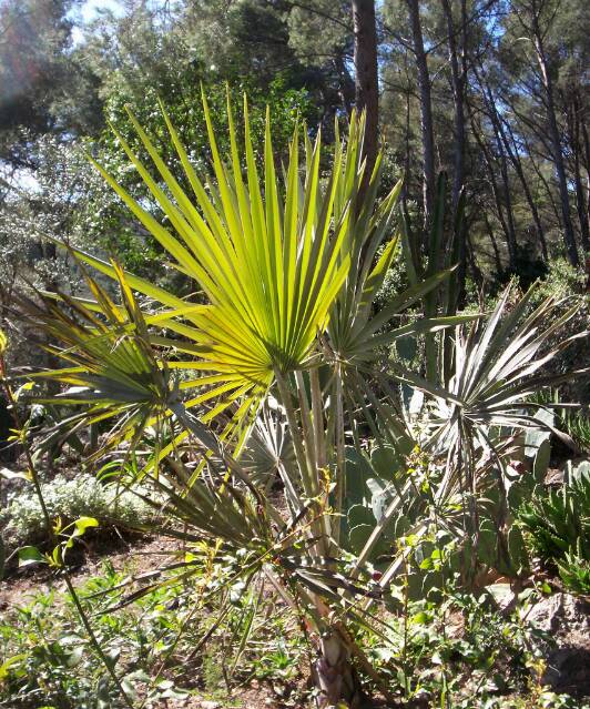 Et voilÃ   le Bismarkia nobilis dont une partie des pinules avait séché lors de sa plantation (il sortait de serre) et dont le reste est imputable au gel. PlutÃ´t satisfaisant !