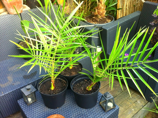 Canariensis x reclinata