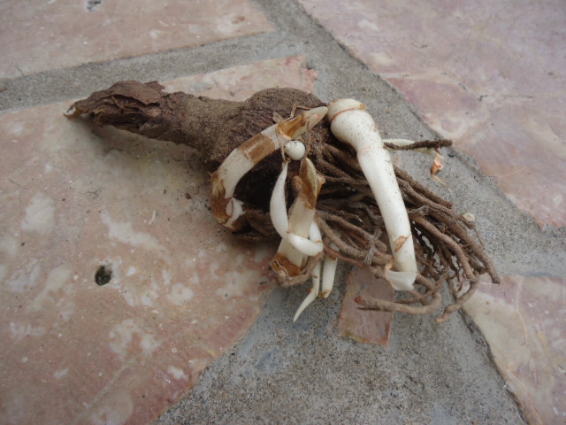 Bulbe d'Hippeastrum puniceum