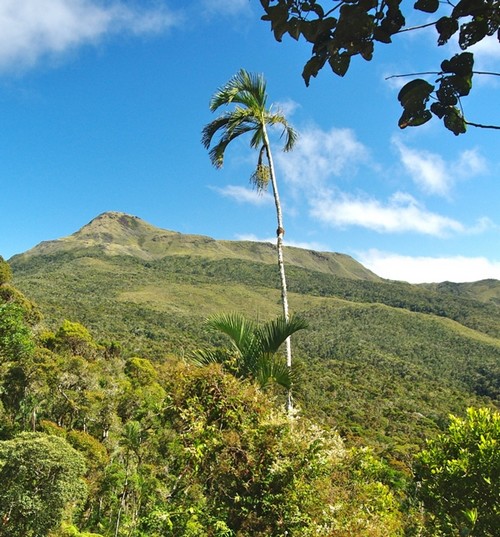 Dypsis.acuminum.jpg