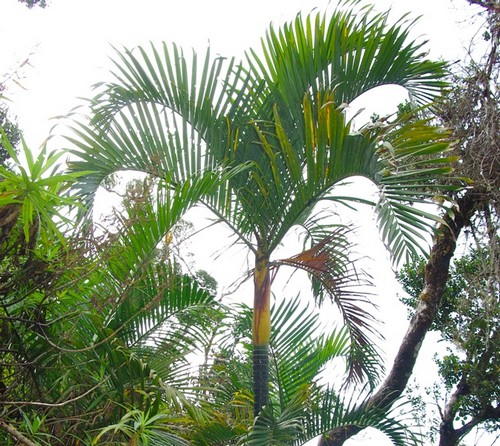 Dypsis.acuminum2.jpg