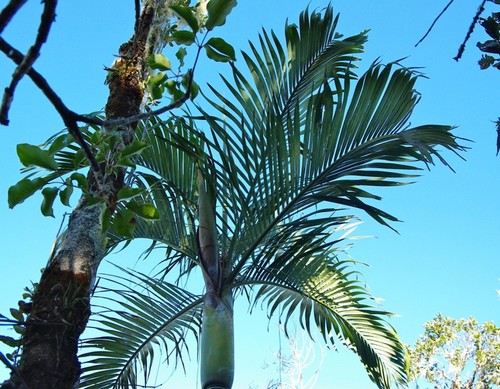 Dypsis.acuminum3.jpg