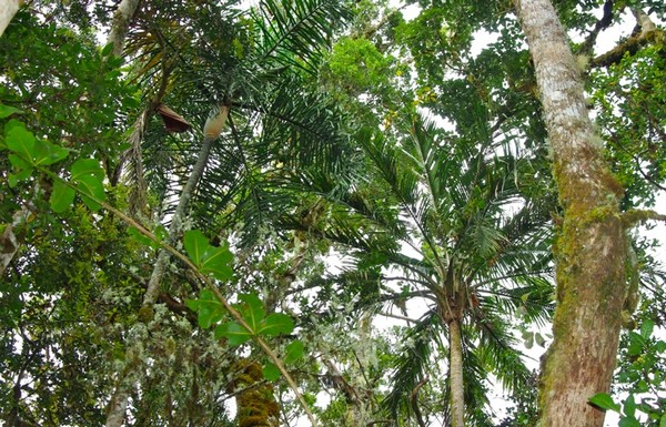 Dypsis ambanjae(gauche).Rav.sambiranensis(droite).jpg