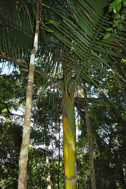 Dypsis.heteromorpha(possibilité).jpg