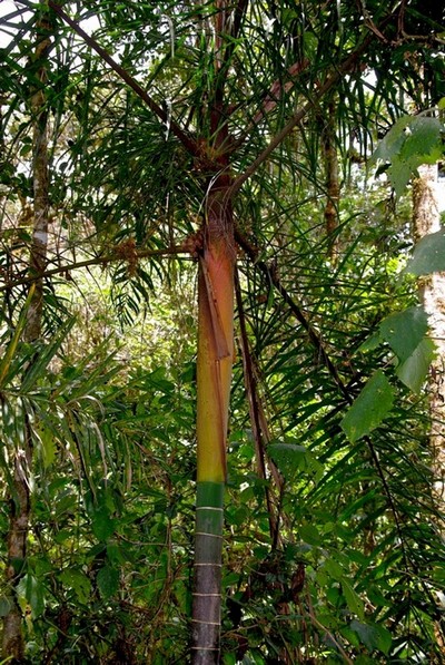 Dypsis. ankaizinensis(possibilité).jpg