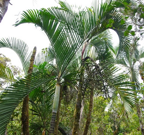 Dypsis.onilahensis.jpg