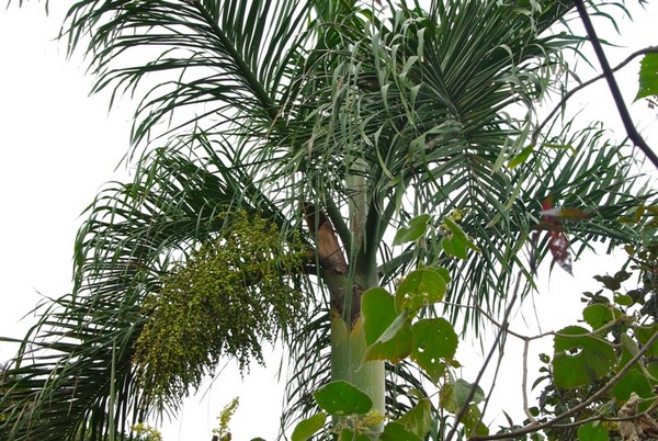 Dypsis loucoubensis.jpg