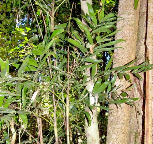 Dypsis curtisii(si inflo en épi) ou Dypsis procumbens( si inflo ramifiée ordre 1) .jpg