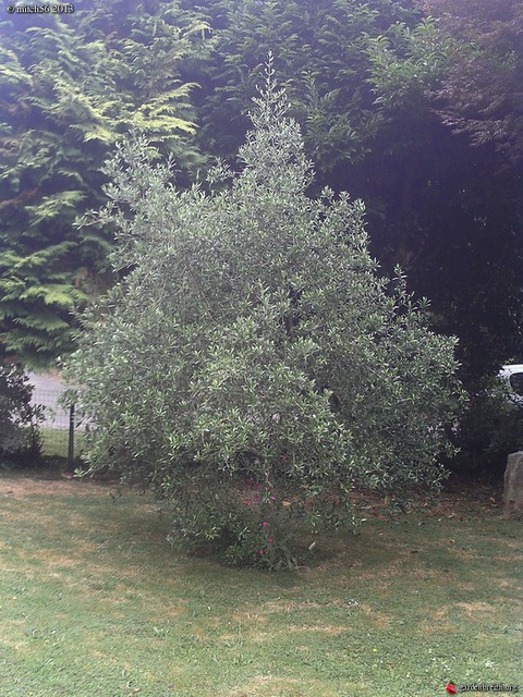 olea europea lucques (Copier).jpg