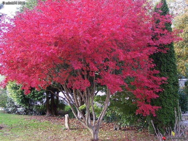 acer palmatum dissectum garnet (Copier).jpg