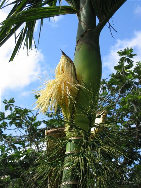 L'Areca catechu  2.jpg