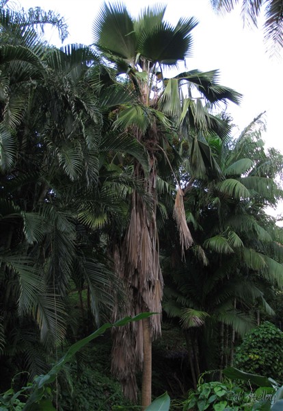 Au centre le Pritchardia pacifica entouré du Dypsis lutescens et de l'Euterpe oleracea.jpg