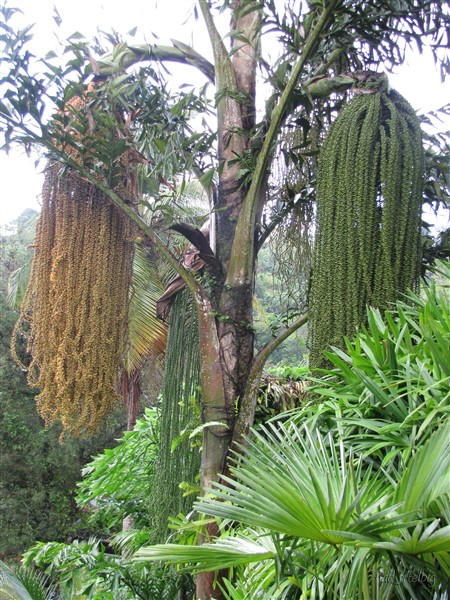 Le Caryota urens.jpg