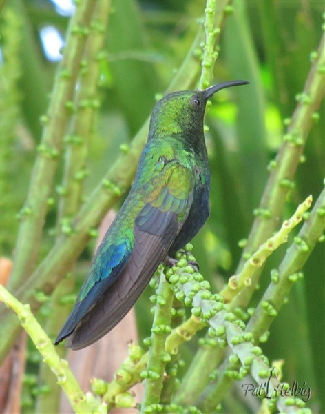 Colibri falle vert.jpg