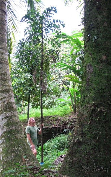 Le Dypsis pinnatifrons.jpg