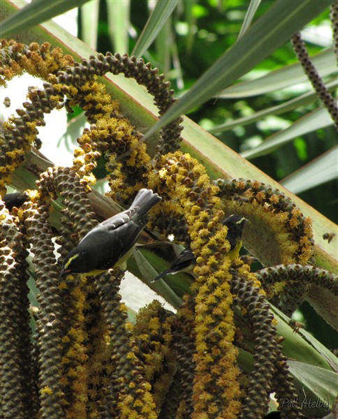 Latania loddigesii 3.jpg