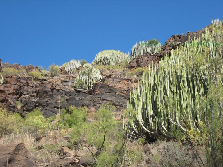 Euphorbia canariensis la bien nommée