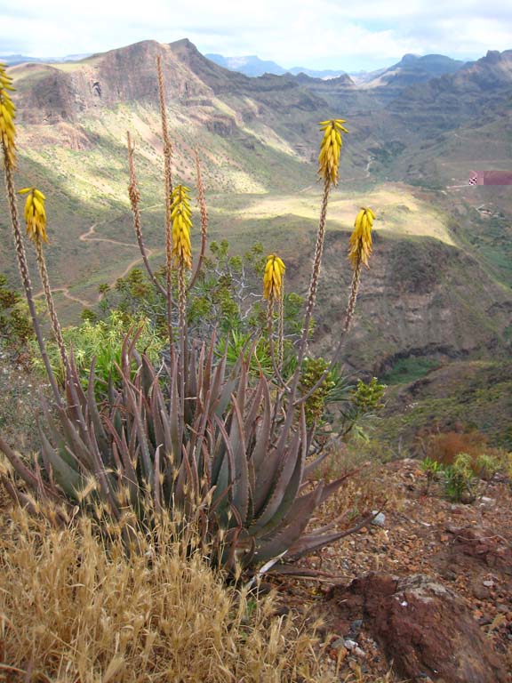 Aloe barbadensis, la cousine d'A vera, une intruse, mais on la pardonne, elle a tant de vertus