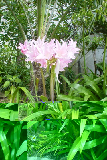 Amarcrinum howardii