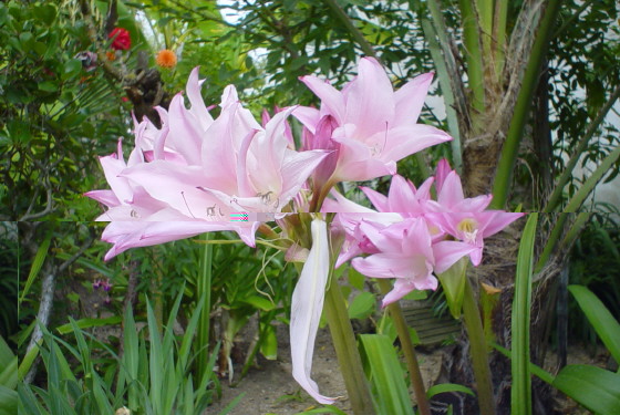 curieux pétaloÃ¯d ,sur Amarcrinum howardi 02 09 2006.JPG