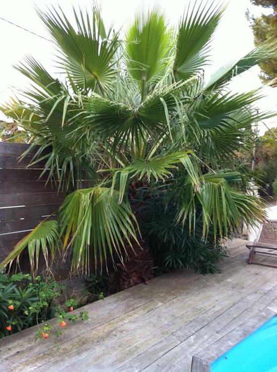 Washingtonia Robusta