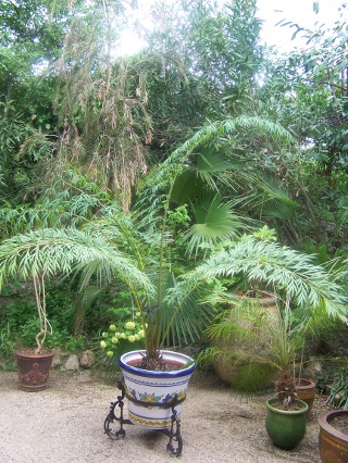 Cycas debaboensis