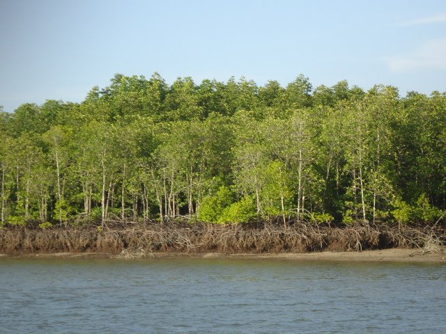 La mangrove très haute