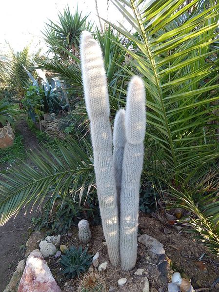 cleistocactus