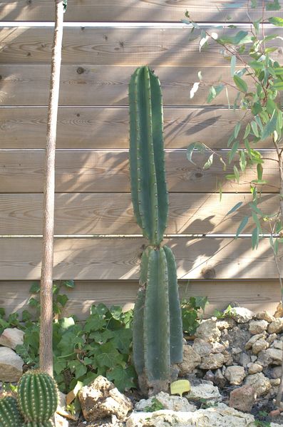 cereus