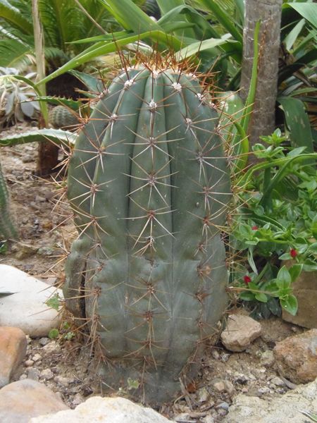 Echinopsis tacaquirensis [800x600].JPG