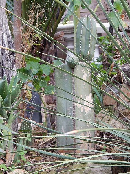 Pachycereus marginatus [800x600].JPG