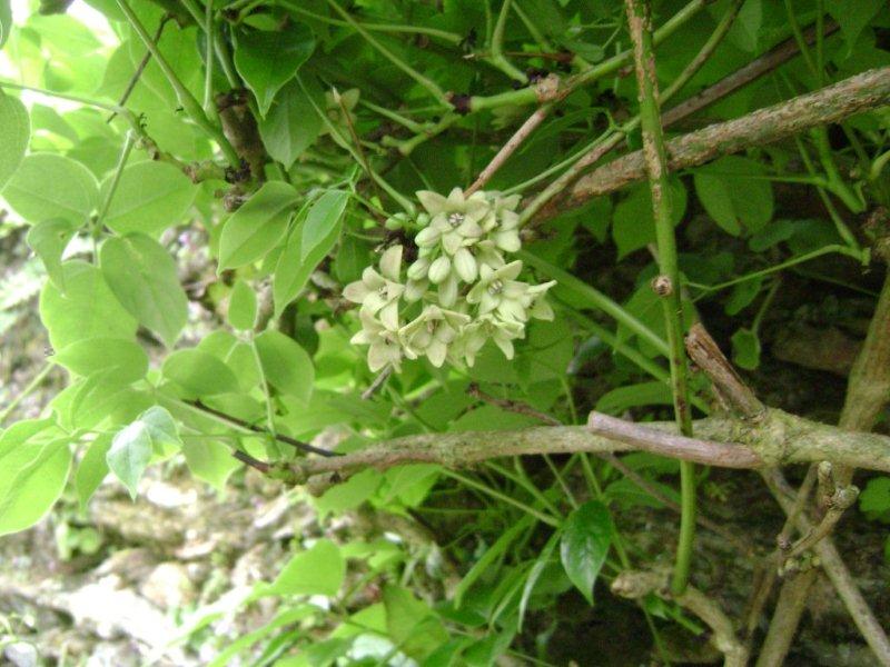 Stauntonia hexaphylla détails des fleurs.jpg