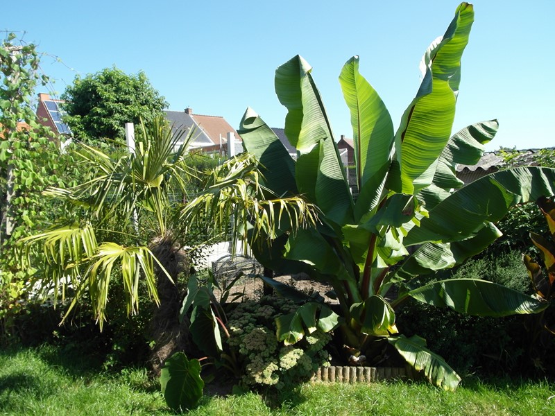 Trachycarpus Fortunei &amp; Ensete Ventricosum combiné avec Colocasia 'Pink China'