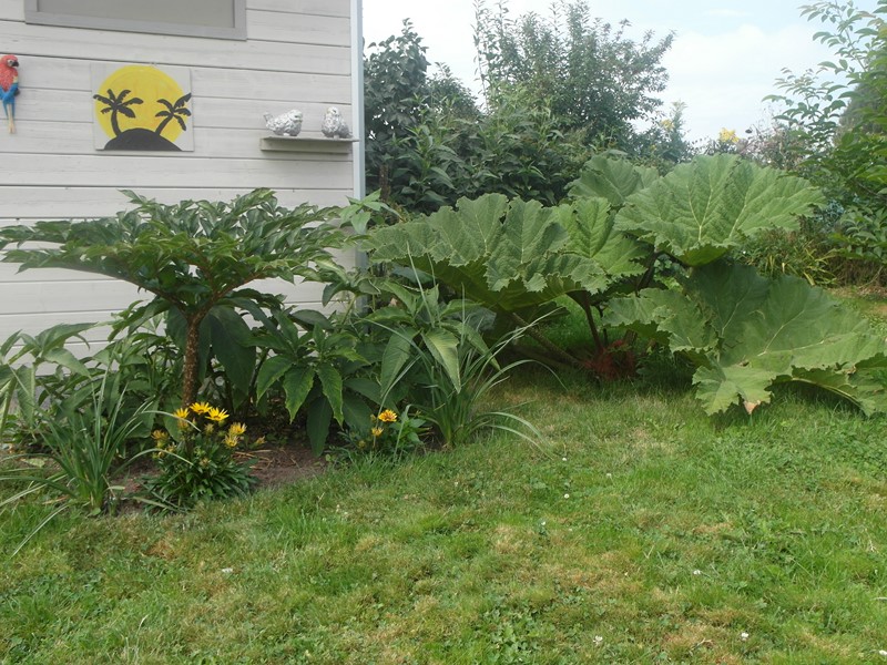 Amorphophallus Konjac &amp; Gunnera Manicata