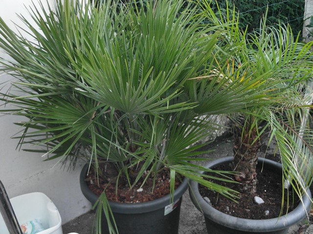 Chamaerops &amp; Phoenix Roebelenii