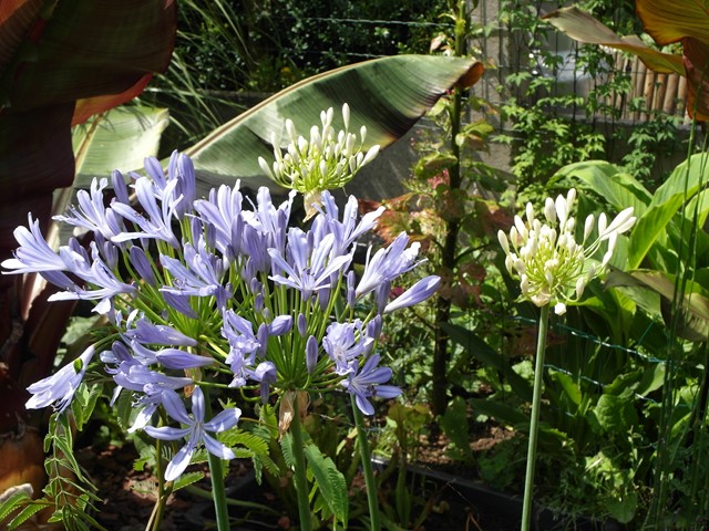 Agapanthus