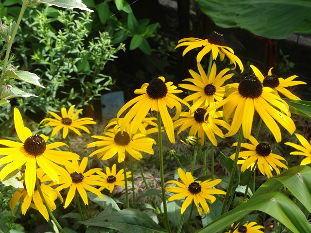 Rudbeckia