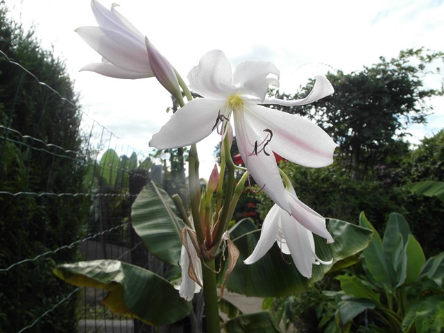 Crinum Moorei