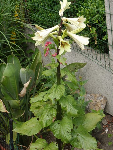 Cardiocrinum Giganteum