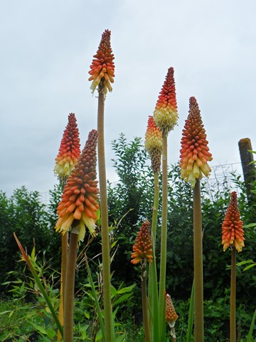 Kniphofia